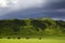 Stunning landscape with sheep and cows grazing on vibrant green meadows