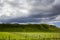 Stunning landscape with sheep and cows grazing on vibrant green meadows