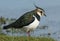 A stunning Lapwing Vanellus vanellus searching for food in a grassy field.