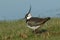 A stunning Lapwing, Vanellus vanellus, searching for food in a grassy field at the edge of a water in spring.