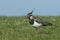 A stunning Lapwing, Vanellus vanellus, searching for food in a grassy field at the edge of a water in spring.