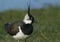 A stunning Lapwing, Vanellus vanellus, searching for food in a grassy field at the edge of a water in spring.