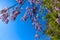 Stunning large purple Wisteria plants surrounded by like green leaves near a lake with a blue sky background at Lake Horton Park