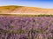 Stunning lavender field with green grass and rolling hills in background, Tuscany, Italy