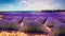 Stunning lavender field landscape with green trees