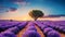 Stunning lavender field landscape with one green tree