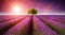 Stunning lavender field landscape Summer sunset with single tree