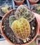 Stunning leaves of Macodes Sanderiana X Limii, also known as Jewel Orchid Gold Dust