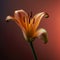 Stunning Lily Flower Captured In High Definition In Studio Photoshoot