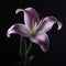 Stunning Lily Flower: An Elegant Beauty Captured In High Definition