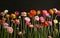 A stunning lineup of ranunculus flowers stands against a dark backdrop, showcasing a spectrum of soft pastels and