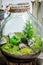Stunning live plants in a jar as new life concept