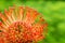 Stunning long lasting orange flowers of Leucospermum on green ba