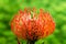 Stunning long lasting orange flowers of Leucospermum on green ba