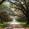 A stunning, long path lined with ancient live oak trees draped in spanish moss in the warm, late afternoon