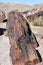 Stunning Look at a Piece of a Fallen Petrified Wood