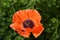 Stunning Look Up Close into a Flowering Oriental Poppy