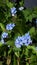 Stunning and Lovely Blue Forget-me-nots in a garden in Northern England