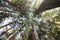 Stunning low angle shot of the majestic Giant Kauri trees of New Zealand