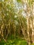 stunning lush trees inside a forest in nature with no people around and peaceful