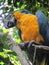 Stunning Macaw Parrot in the forest