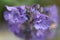 Stunning Macro Capture of Flowering Purple Catnip Plant