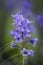 Stunning macro close up flower portrait of Hyacinthoides Hispanica bluebells in natural forest landscape