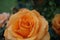 Stunning macro closeup of orange rose in a rose garden with shallow depth of field