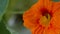 Stunning Macro Image Of Nasturtium Tropaeolum majus