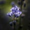 Stunning macro image of Spring bluebell flower Hyacinthoides Non