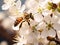 Stunning Macro Photography: Honeybee in Mid-flight Gathering Pollen from a Pristine White Flower