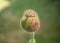 Stunning macro shot of a closed poppy