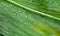 Stunning macro shot of raindrops on a green leaf. Beautiful fresh texture of nature