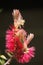 Stunning Magenta Bottle-Brush Flower stem photographed Vertically against Dark background.