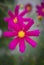 Stunning Magenta Cosmos Flower With Soft Background And Cosmos Flovers in It