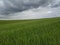 Stunning and magnificent view of the freshly growing grain field with choppy clouds ahead of storm and downpour