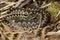 A stunning male Adder Vipera berus warming itself in the spring sunshine.