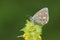 A stunning male Adonis Blue Butterfly Polyommatus bellargus perching on a Yellow Rattle flower Rhinanthus minor.