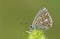 A stunning male Adonis Blue Butterfly Polyommatus bellargus perching on a Yellow Rattle flower Rhinanthus minor.