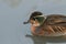 A stunning male Baikal Teal Duck, Sibirionetta formosa, swimming on a lake at Arundel wetland wildlife reserve.