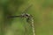 A stunning male Black Darter Dragonfly, Sympetrum danae, perching on a twig at the edge of a bog.