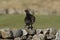 A stunning male Black Grouse Tetrao tetrix perched on a stone wall.