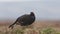 A stunning Male Black Grouse, Tetrao tetrix, standing on a small grassy mound during lekking season in the moors.