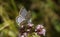 A stunning male Chalk Hill Blue Butterfly Polyommatus coridon nectaring on a Marjoram flower.