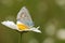A stunning male Common Blue Butterfly Polyommatus icarus nectaring on a dog daisy flower Leucanthemum vulgare.