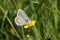 A stunning male Common Blue Butterfly Polyommatus icarus nectaring on a yellow flower.