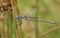 A stunning male Emerald Damselfly Lestes sponsa perched on the stem of a reed.