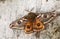 A stunning male Emperor Moth, Saturnia pavonia, perching on a rock in the Moor of Durham, UK.