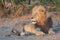 Stunning Male Lion in long winter grass