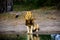 Stunning male lion sitting at the water`s edge